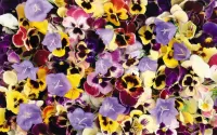Puzzle Pansy