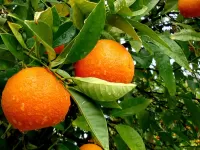 Zagadka orange