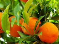 Rompecabezas Apelsinovaya vetka