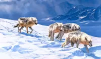 Puzzle arctic wolves