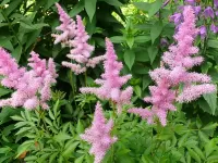Puzzle Astilbe