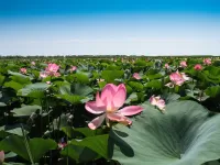 Quebra-cabeça Astrakhan Lotus