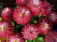 Puzzle Asters