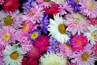 Jigsaw Puzzle Asters