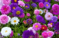 Jigsaw Puzzle asters