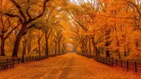 Zagadka Autumn in Central Park