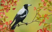 Rätsel Australian magpie