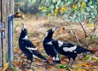 Jigsaw Puzzle Australian magpies