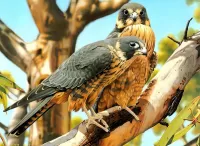 Puzzle Australian hobby falcon