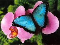 Zagadka butterfly