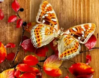 Rätsel Butterfly