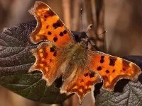 Zagadka Butterfly
