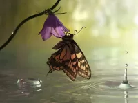 Пазл бабочка