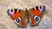 Quebra-cabeça Butterfly