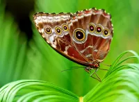 Rätsel Butterfly