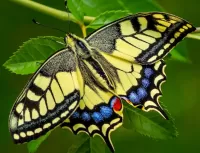 Zagadka Butterfly