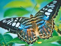 Puzzle Butterfly