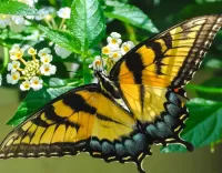 Slagalica Butterfly