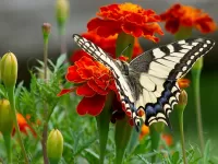 Rompecabezas Butterfly and marigolds