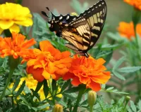 Bulmaca Butterfly and marigolds