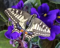 Jigsaw Puzzle Butterfly and violet