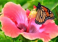 パズル Butterfly and hibiscus
