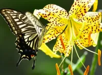 Jigsaw Puzzle Butterfly and Lily