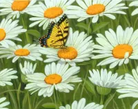 Rompecabezas Butterfly and daisies