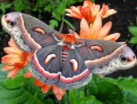 パズル Butterfly and flowers