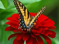 Rompecabezas Butterfly and flower