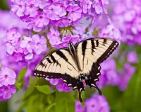 Jigsaw Puzzle Butterfly on Phlox