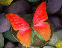 Rompecabezas Butterfly on the stone