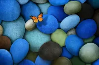 Jigsaw Puzzle Butterfly on the rocks