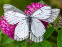 Quebra-cabeça Butterfly on clover