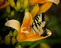 Bulmaca Butterfly on Lily
