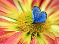 Quebra-cabeça butterfly on a flower