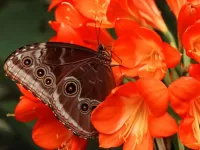 パズル Butterfly on a flower