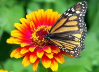 Bulmaca Butterfly on flower