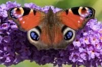 Quebra-cabeça Butterfly on flower