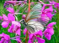 Slagalica Butterfly on a flower
