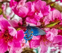 Quebra-cabeça Butterfly on cherry