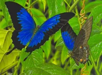 Jigsaw Puzzle Blue butterfly