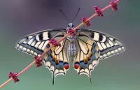 Rompecabezas Butterfly