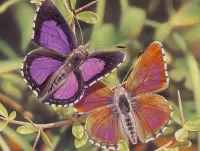 Quebra-cabeça Butterflies