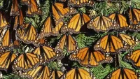Jigsaw Puzzle butterflies