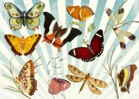 Puzzle Butterflies and dragonflies