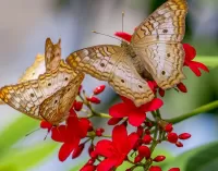 Rompecabezas Butterflies and flowers