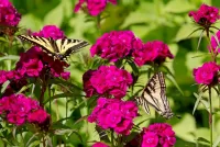 Jigsaw Puzzle Butterfly on the flowers