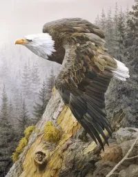 Slagalica Bald Eagle