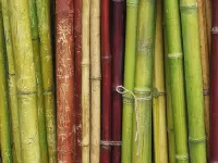 Quebra-cabeça Bamboo